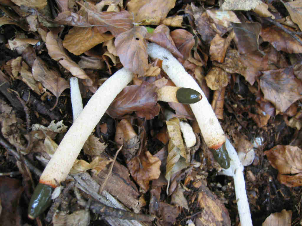 2005 :  Un anno di funghi